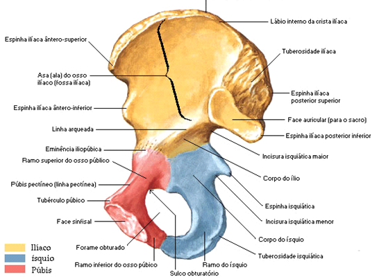 Anatomia do tuber isquiático 