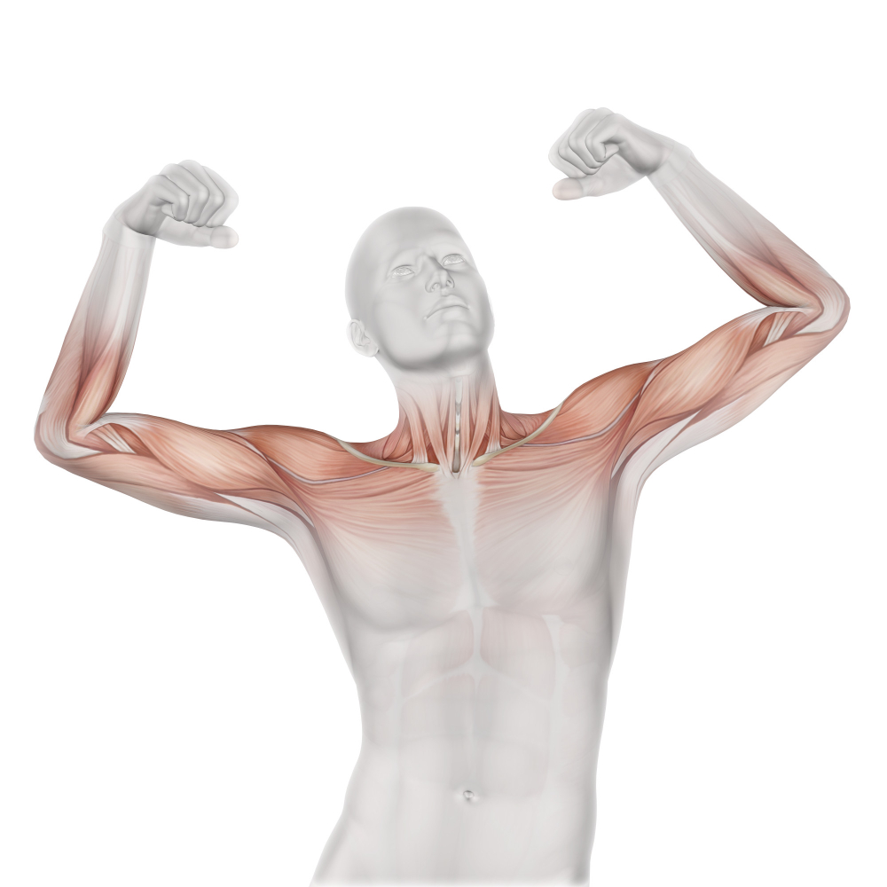 Anatomia do ombro: ossos, articulações e movimentos do ombro