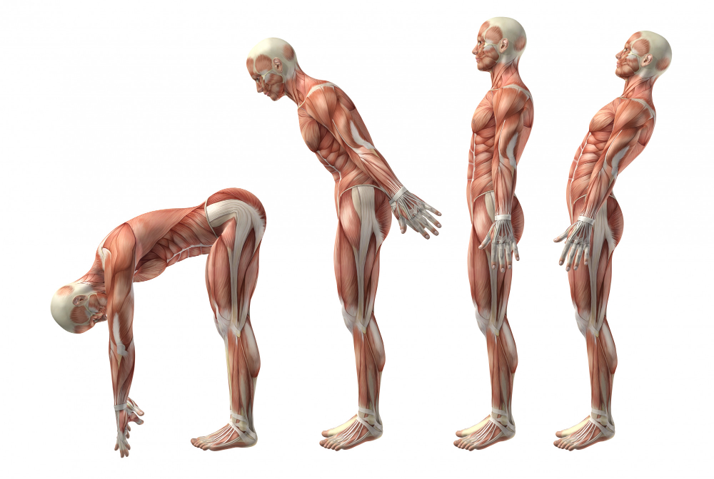 Fêmur anatomia: Conheça a fundo o maior osso do corpo humano