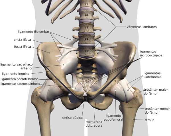 anatomia do quadril